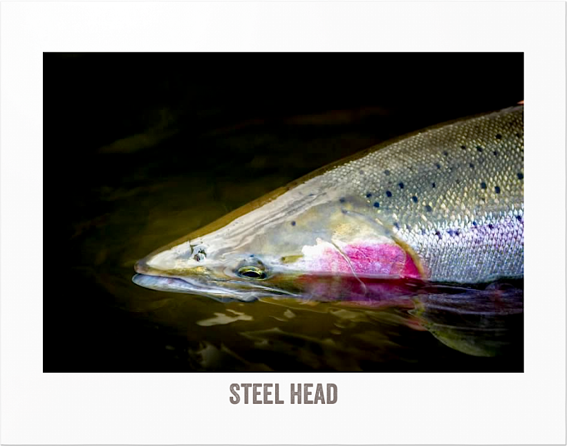 The Ecological Angler Fly Fishing Feather River Low Flow Section