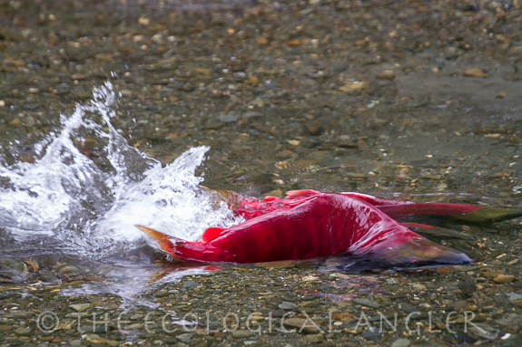 large male sockeye salmon heading for spawning grounds