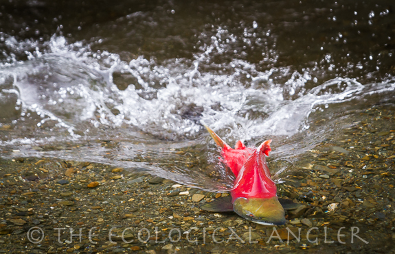 male sockeye salmon swims toward spawning grounds