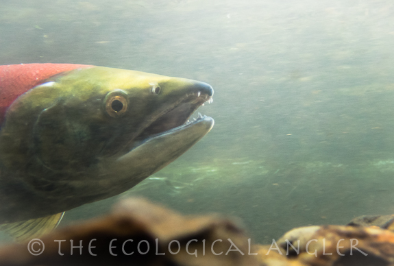 sockeye salmon eye