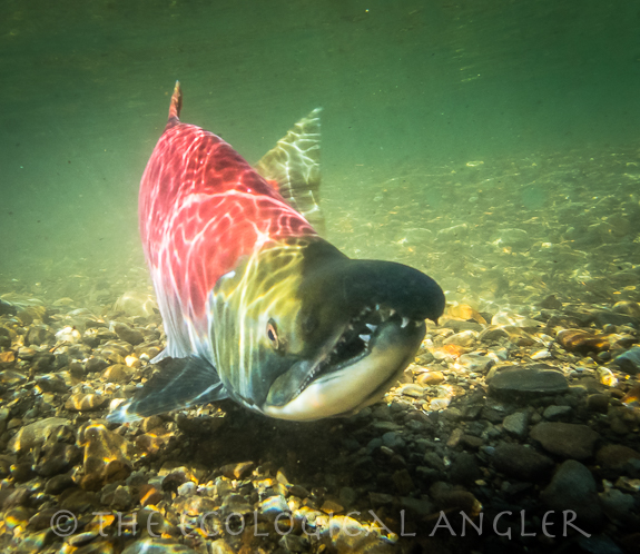 Alaska sockeye salmon male with large teeth for fighting