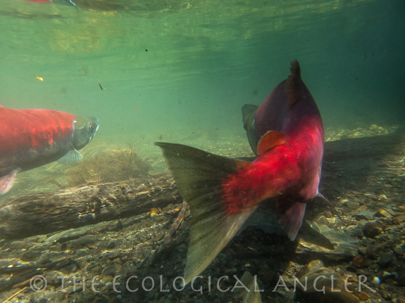 a pair of sockeye salmon in Alaska stream spawn