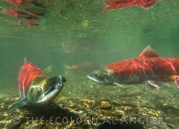 a pair of sockeye salmon in Alaska stream spawn
