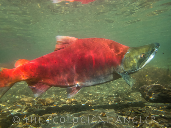 Large sockeye salmon male in bright red spawning color