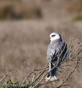 White-Tailed Kite ready to take wing
