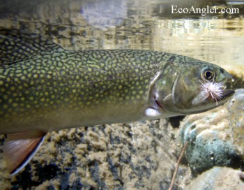 Brook trout taken on a Stimulator