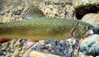 13 inch brook trout