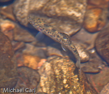 juvenile steelhead spend time looking for aquatic insects in the gravel