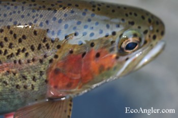 The Ecological Angler - Rainbow Trout