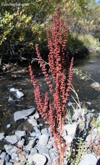 The creek sustains a good number of native plants