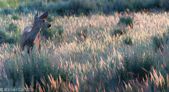 A mule deer grazes along the tall grass inside the Steens Wilderness.