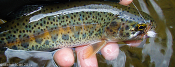 The wild redband trout display a red band and parr marks on their body.