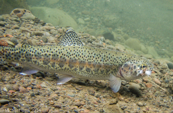 A native redband trout from the Little Blitzen River.
