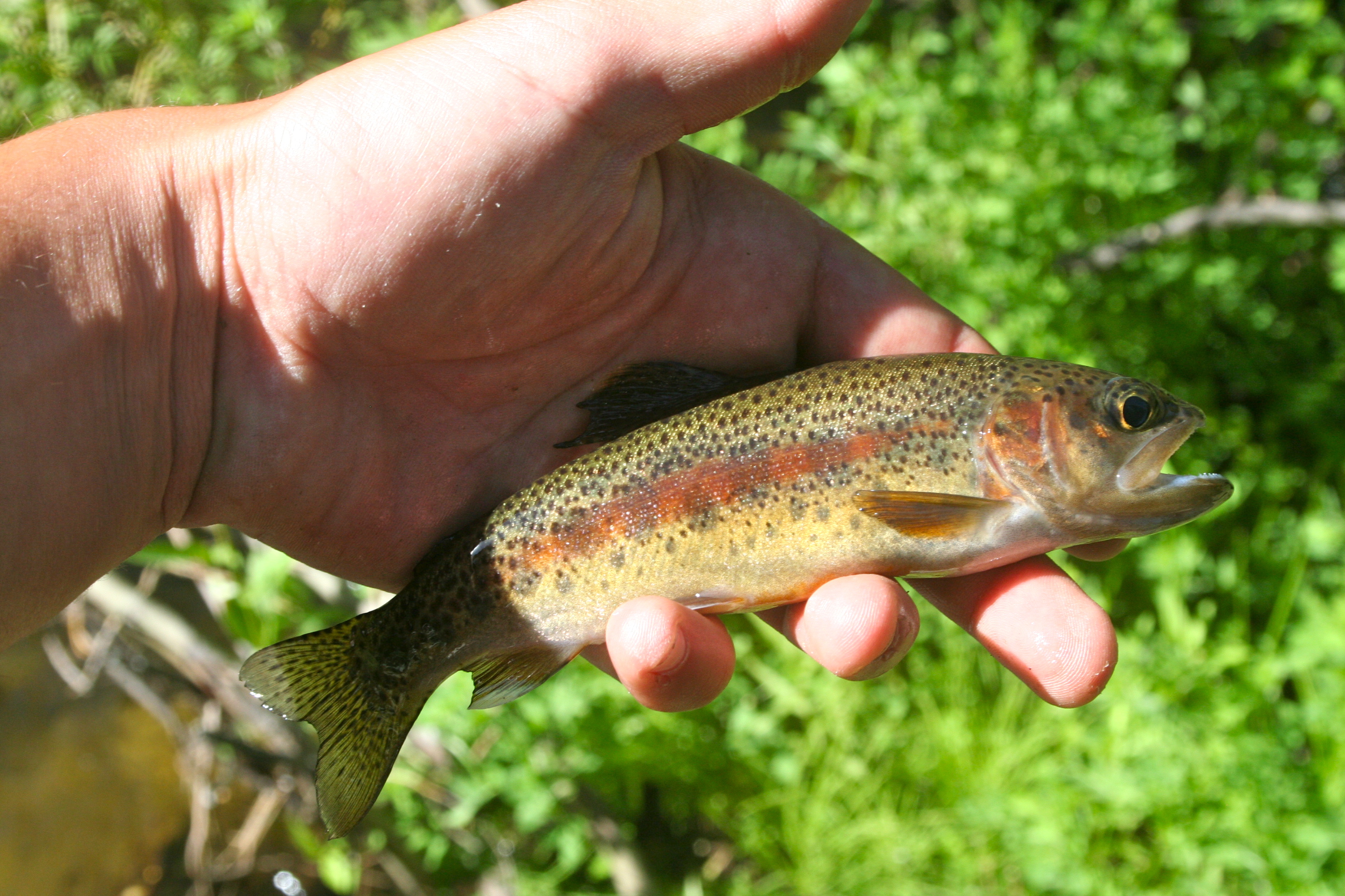 Kern River Rainbow trout