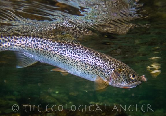 The Smith River watershed provides habitat to a healthy population of sea run coastal cutthroat.