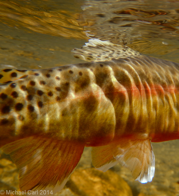 The California golden trout displays a red band along its body.