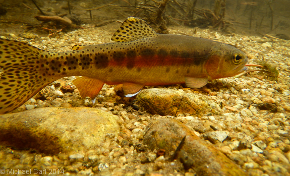 A California golden trout photographed underwater.An angler casts along Golden Trout Creek in the Southern Sierra Mountains.