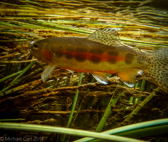 A California golden trout shows its color and spotting.