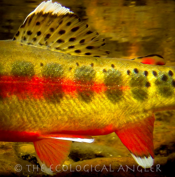 California golden trout photograph of color and spotting underwater.