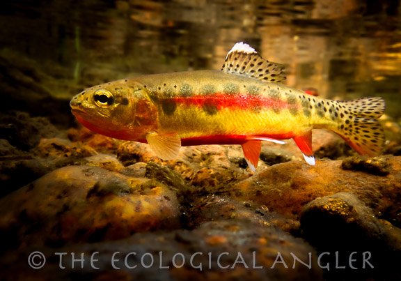 California golden trout photography underwater by Michael Carl.
