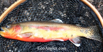 California State Fish