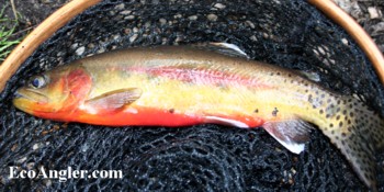 California Golden trout