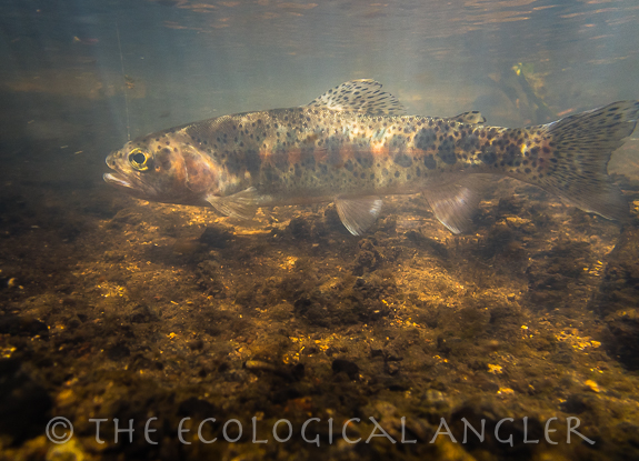 Redband trout photographed underwater caught fly fishing