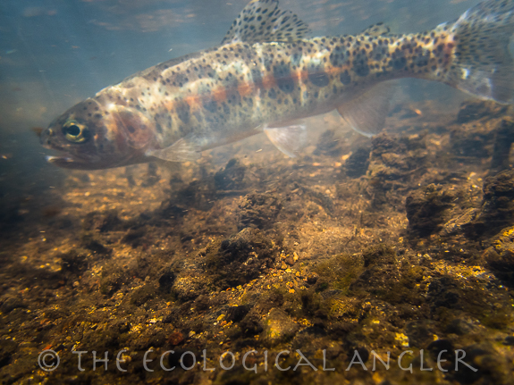 Redband trout underwater