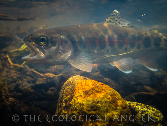 Catlow Valley Basin Redband Trout photographed underwater