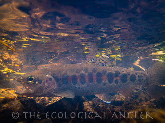 Redband trout underwater