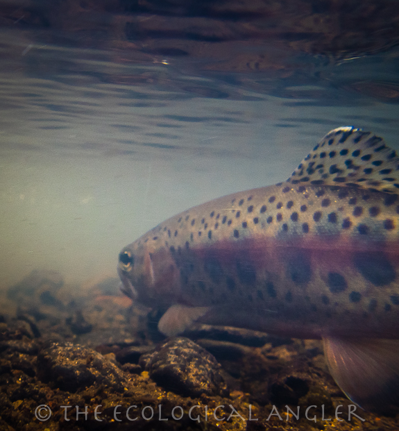 Redband trout photographed underwater