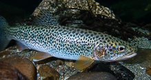 Coastal cutthroat trout