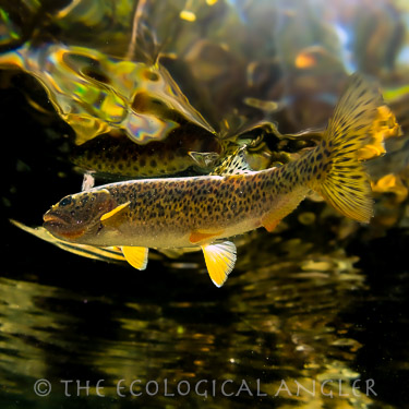 Coastal Cutthroat Trout photographed underwater a California stream