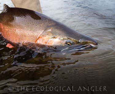 Coho Salmon photographed in spawning color.