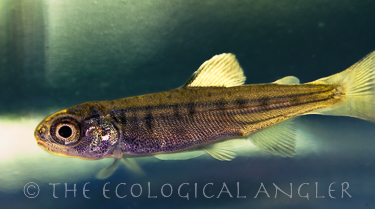 Coho Salmon fry photographed underwater.