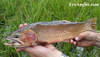 Colorado Cutthroat caught and released in Northeastern Utah