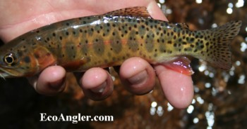 Colorado River cutthroat taken on an elk hair caddis in the upper Green River drainage.