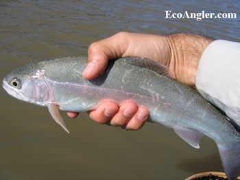 Eagle Lake Rainbow are part of California's Heritage Trout