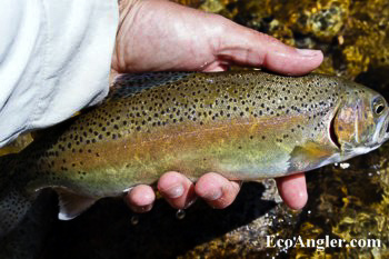 14 Inch Kern River Rainbow trout