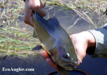 14 Inch Kern River Rainbow trout