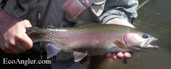 18 Inch Kern River Rainbow trout