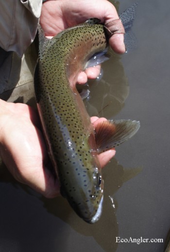 18 Inch Kern River Rainbow trout