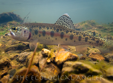 Goose Lake Redband Trout Photographed Underwater.