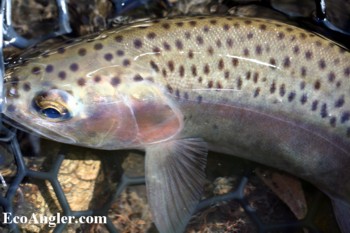 The Goose Lake trout in net