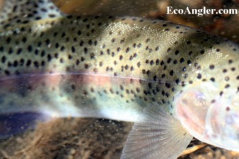The lateral line and signature redband of the Goose Lake trout
