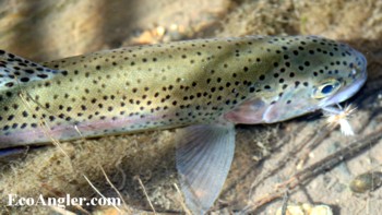 The spotting of the Goose Lake trout