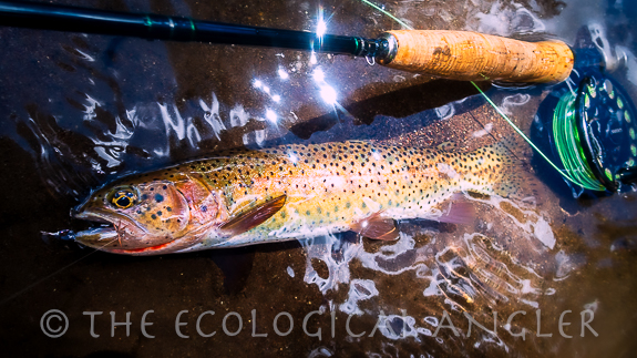 Lahontan Cutthroat trout spotting and red slash.