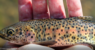 Lahontan cutthroat trout are native to the Carson Iceberg Wilderness in California