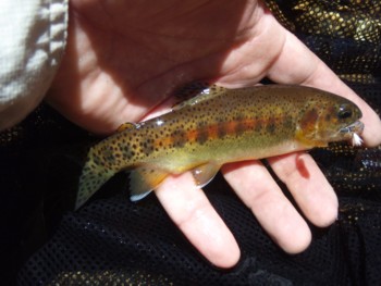 Little Kern Golden trout