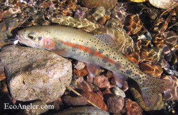 McCloud River redband trout